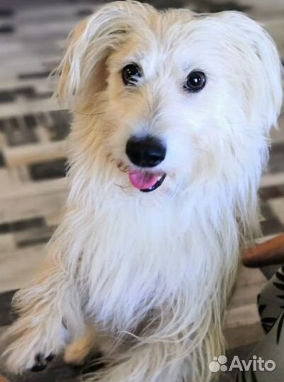 Рисунки вашего питомца на заказ