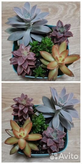 Суккуленты (эхеверии) садик, набор, композиция