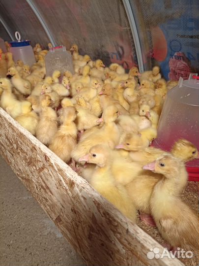 Гусята линда