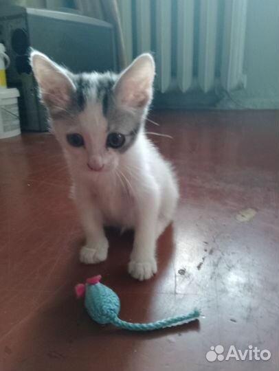 Котенок