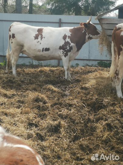 Корова Нетель