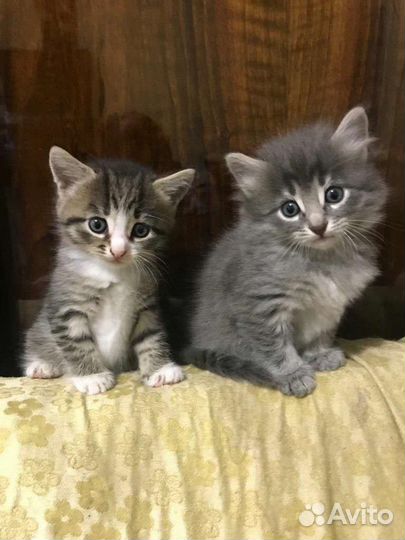 Котята