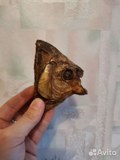 Чучело рыбы