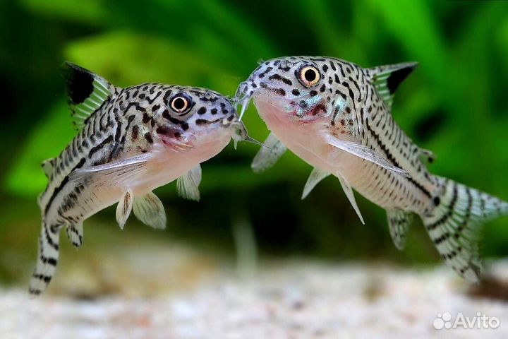 Аквариумные рыбы