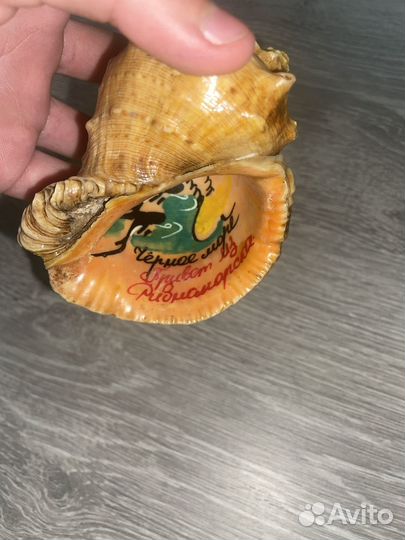 Ракушка сувенир (13 лет хранилось)