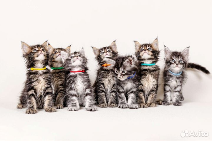 Котята мейн-кун