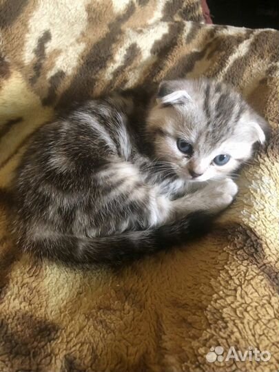 Шотландские котята