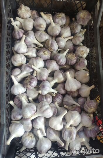 Чеснок озимый