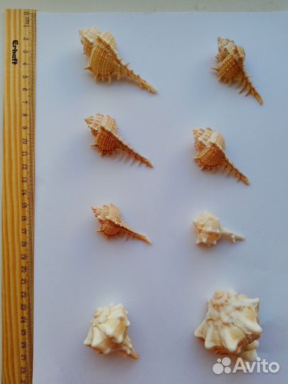 Ракушки Средиземного моря