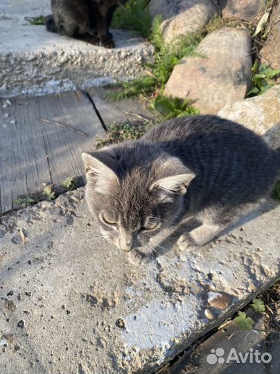 Котик бездомный