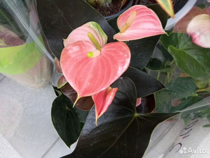 Юкка, драцена, антуриум