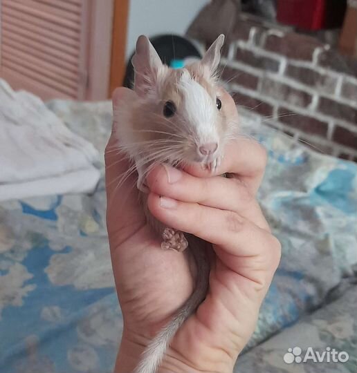 Дегу,6 девочки и мальчики