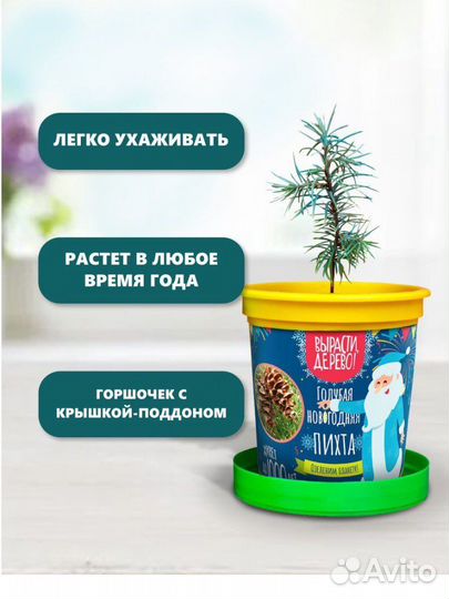 Пихта и кактус - вырасти сам