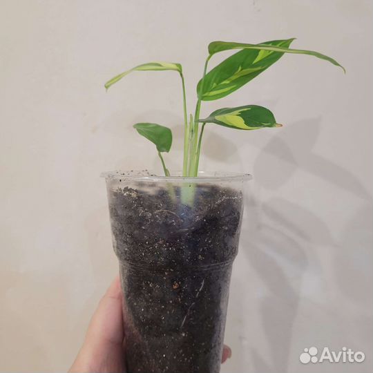 Калатея Лубберса ктенанта