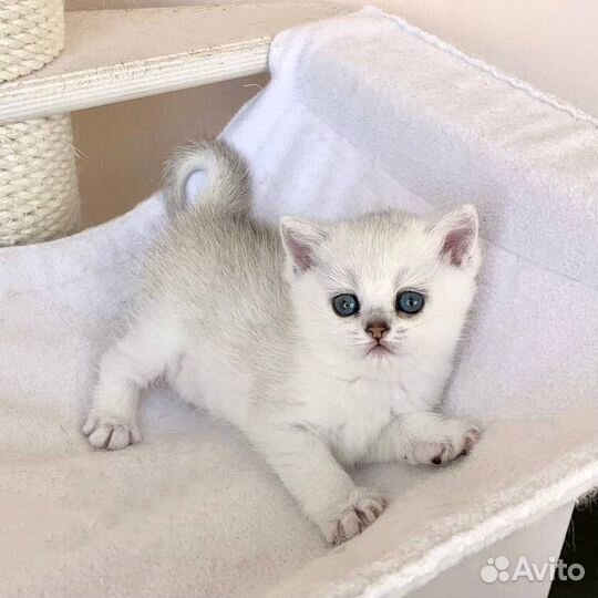 Британские котята