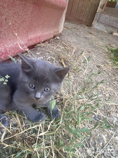 Котята бесплатно