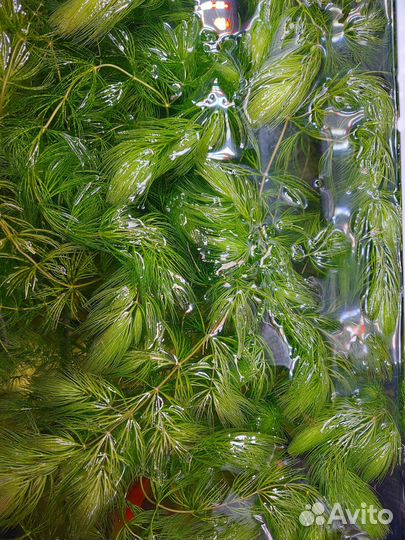 Роголистник в аквариум