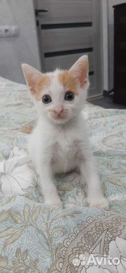 Домашние животные бесплатно