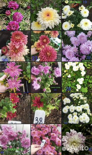 Ирисы, лилейники, флоксы и другая красота