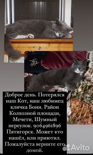 Потерялся кот