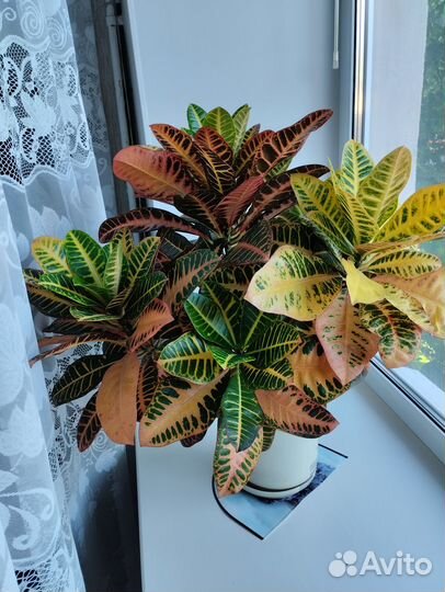 Продам цветы комнатные