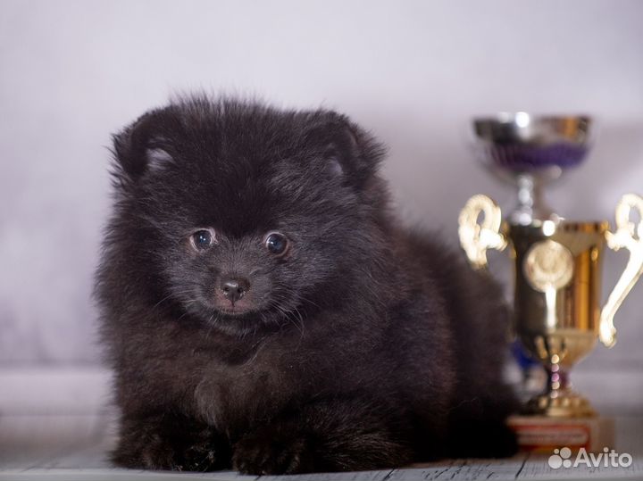 Продаю щенков шпица