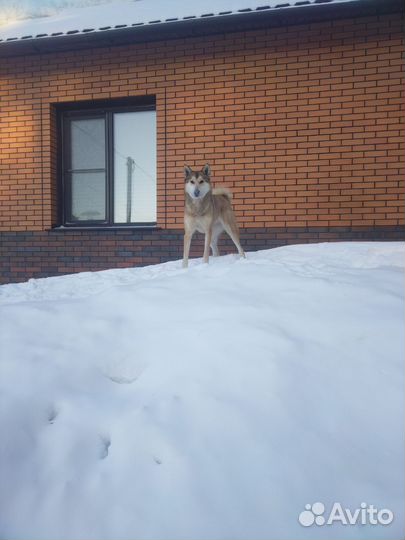 Западно сибирская лайка