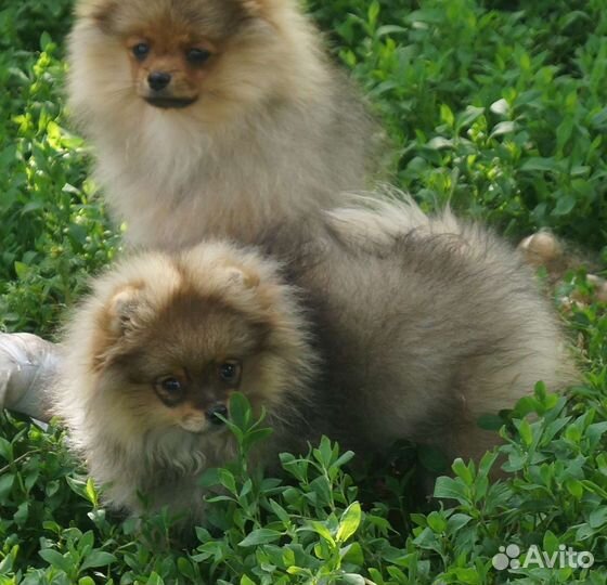 Девочки померанского шпица