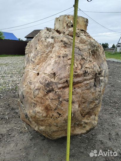 Кап, сувель березовый