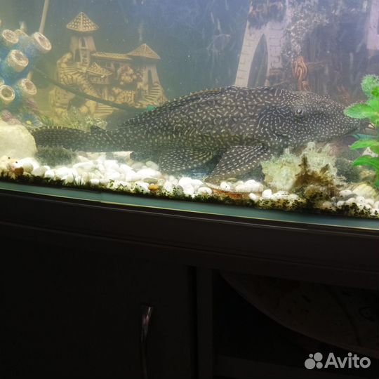 Сом анциструс