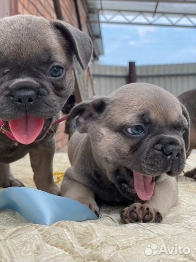 Французский бульдог