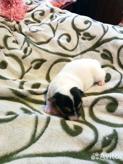 Джек Рассел терьер мини