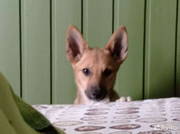 Собаки бесплатно в добрые руки щенки