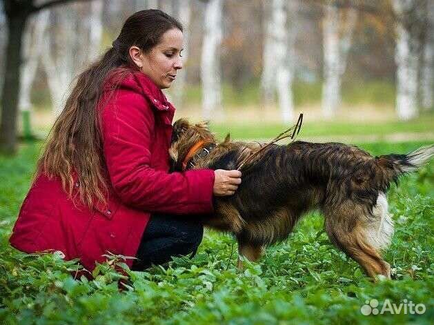 Домашняя передержка животных