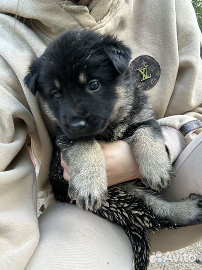 Щенок метис