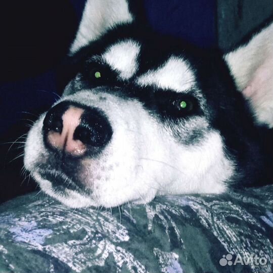 Вязка. французский бульдог, хаска