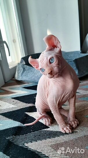 Канадский сфинкс эльф котенок