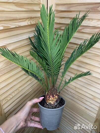 Цикас Революта