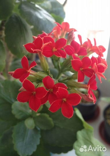 Каланхоэ Блоссфельда (2-4 растения)