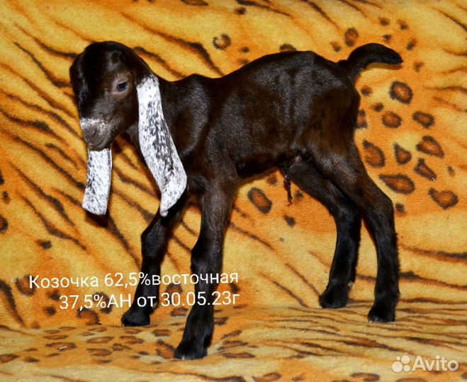 Козочки камори/нубийские