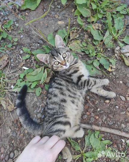 Трёхлапая кошечка