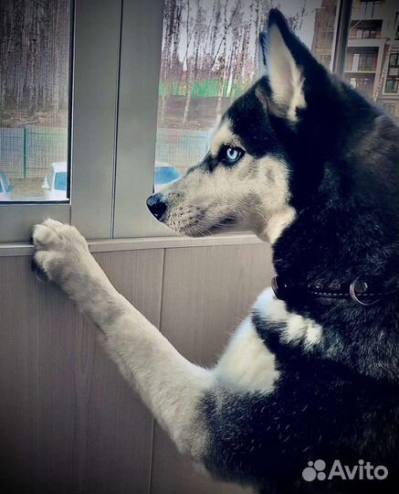 Сибирский хаски