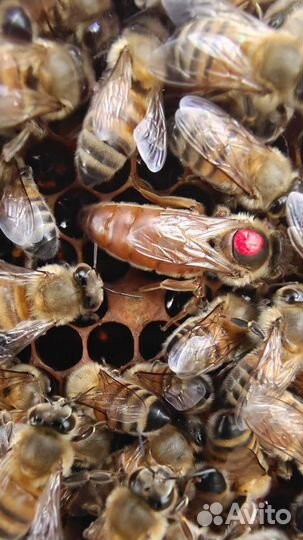 Пчелопакеты бакфаст