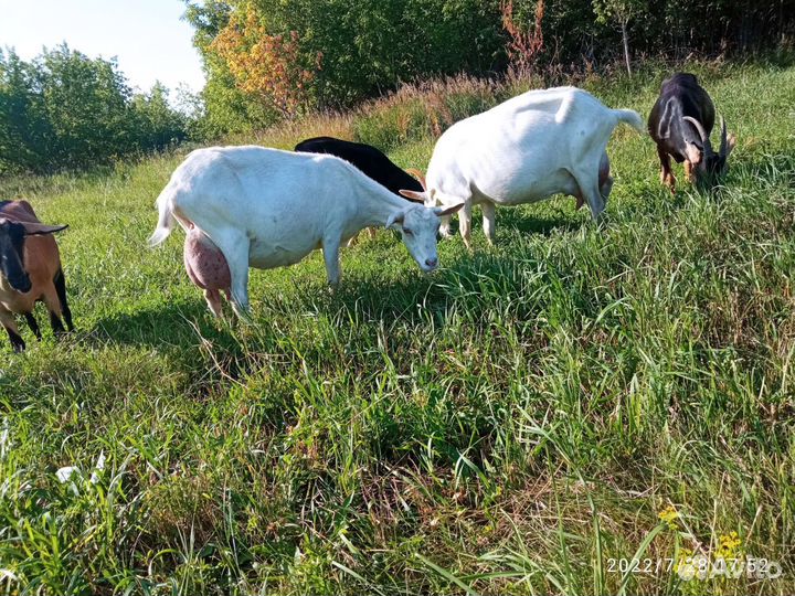 Козы дойные,козлята