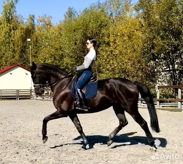 Обучение верховой езде. Конный спорт