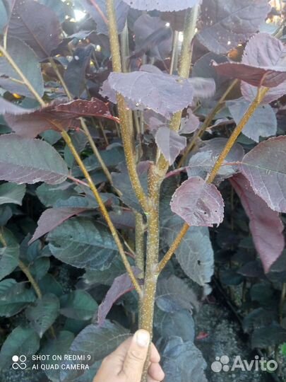 Краснолистная черёмуха шуберта