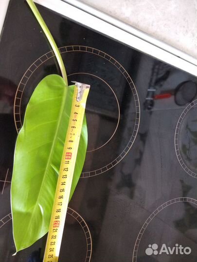 Филодендрон лимон лайм