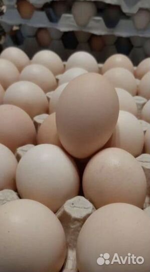 Инкубационное яйцо бройлера кобб 700, утки, гуси