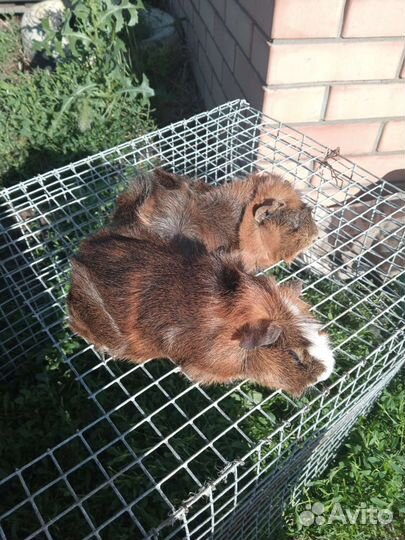 Морские свинки