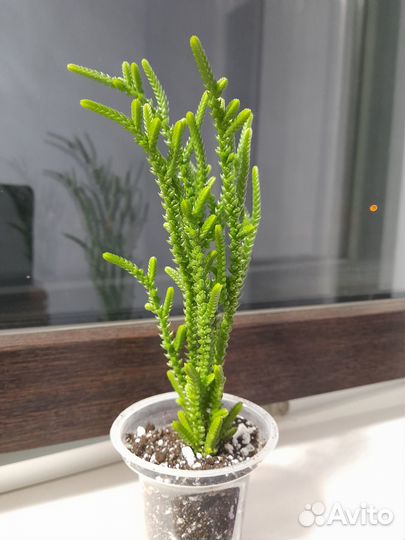 Крассула плауновидная и Хоббит